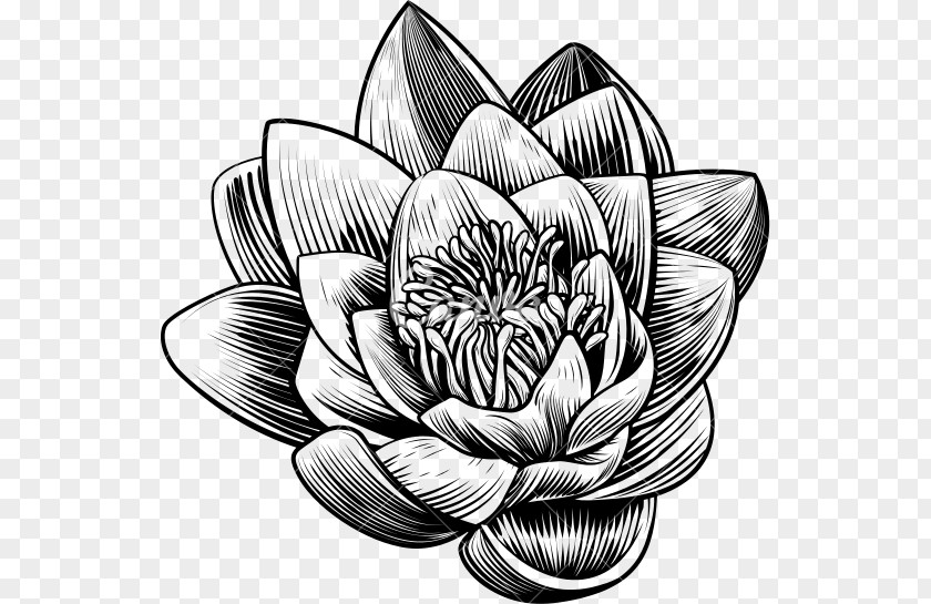 Waterlily Woodcut Stock Photography Flower PNG