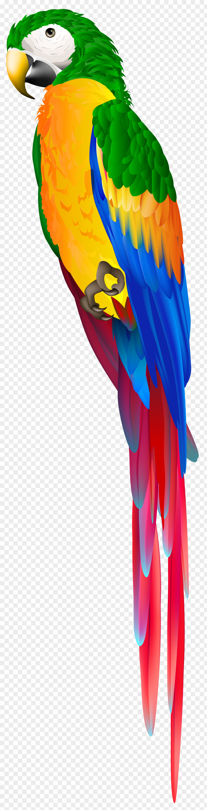 Costume Wing Bird Parrot PNG