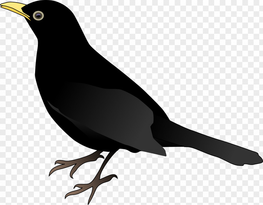 Crow Common Blackbird Crows Clip Art PNG