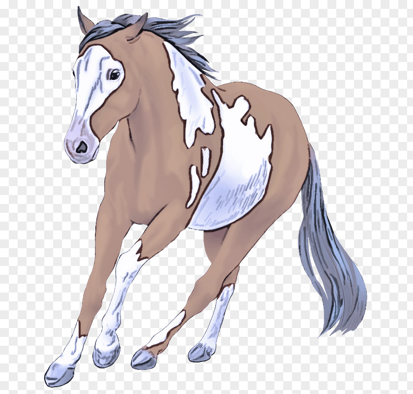Foal Mustang Stallion Pony Mane PNG
