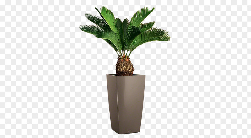 Plant Sago Palm Houseplant Cycad Gymnosperm PNG