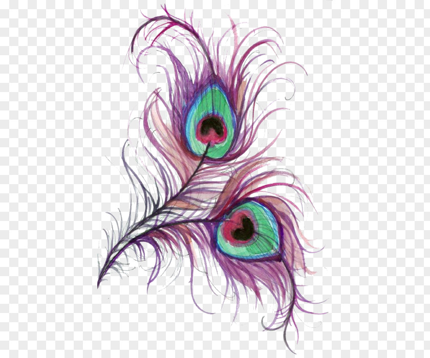Purple Feathers Peafowl Drawing Feather Color Clip Art PNG