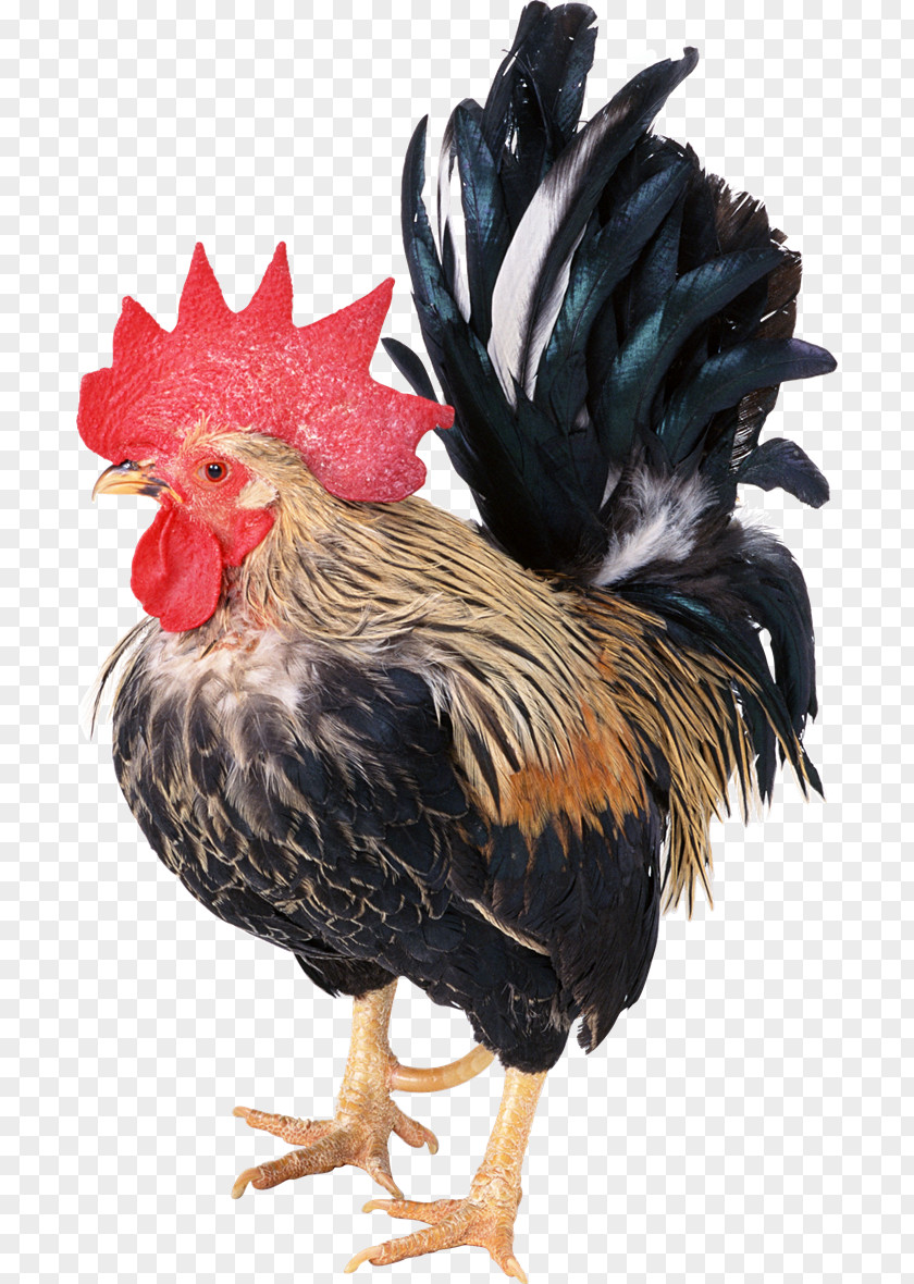Bird Cochin Chicken Jacobin Pigeon Dong Tao Poultry Rooster PNG