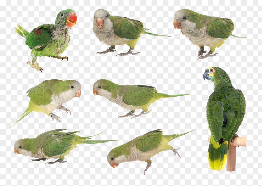 Budgerigar Filigree Parakeet Lovebird Beak Feather PNG