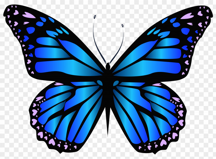 Butterfly Frame Clip Art PNG
