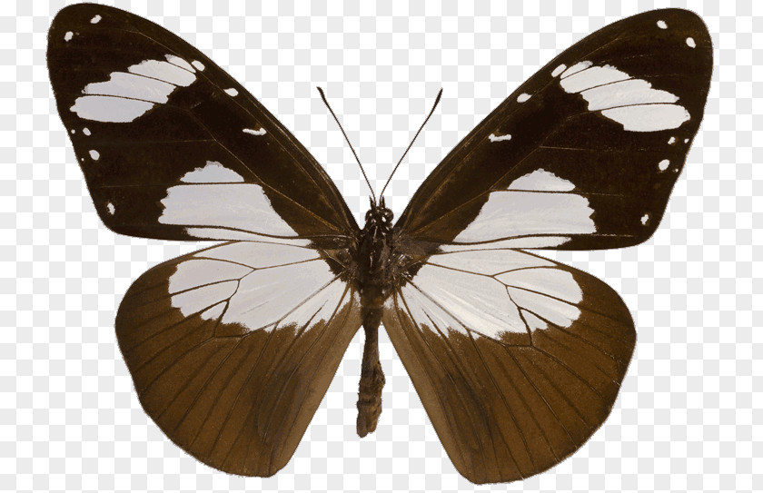 Butterfly Kipepeo Project Clerics Amauris Niavius Pieridae PNG