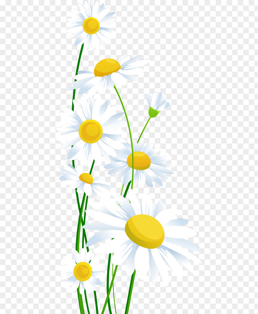 Ромашки Common Daisy Clip Art PNG