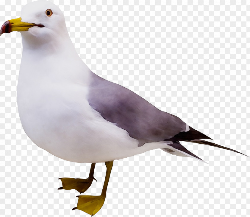 Great Blackbacked Gull Lari Bird Beak Western European Herring PNG