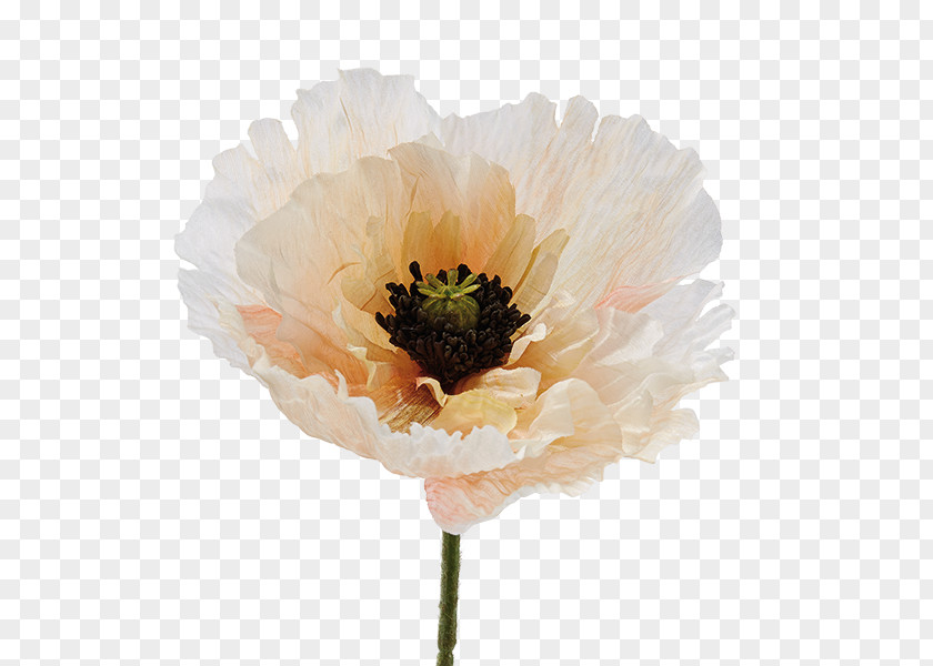 Peony Cut Flowers Anemone Petal PNG