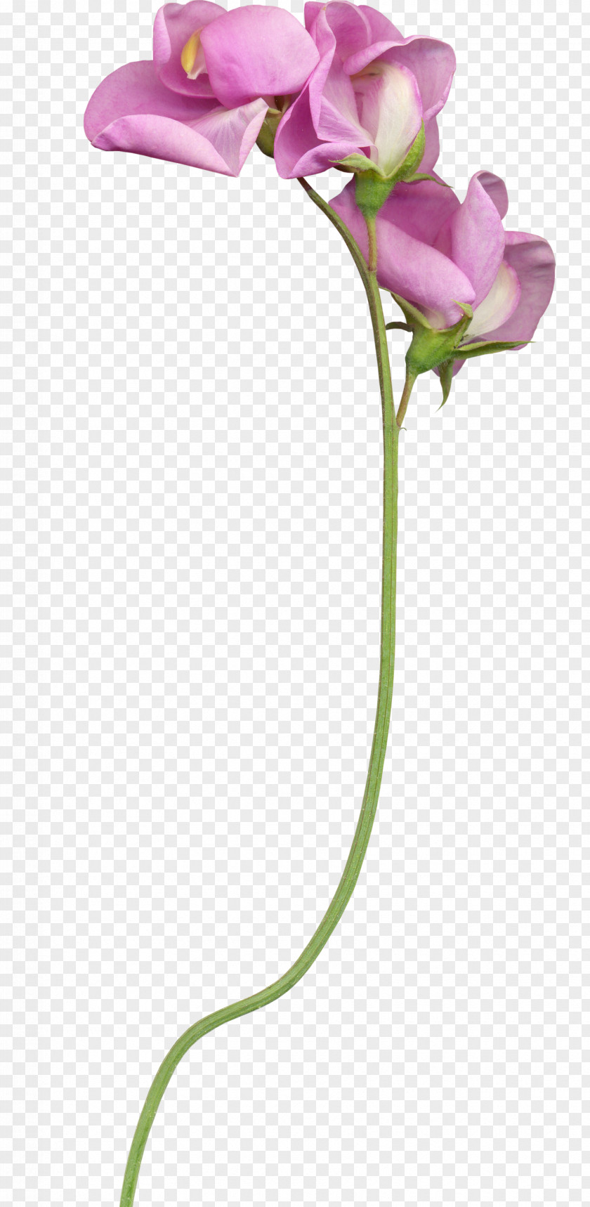 Plant Cut Flowers Stem Bud PNG