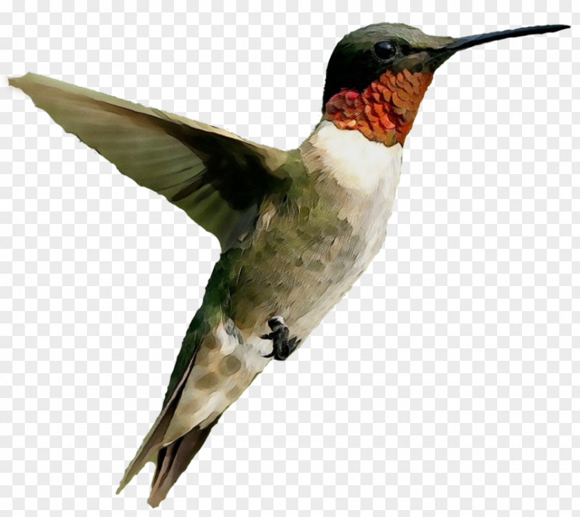 Ruby-throated Hummingbird Clip Art Trochilinae Image PNG