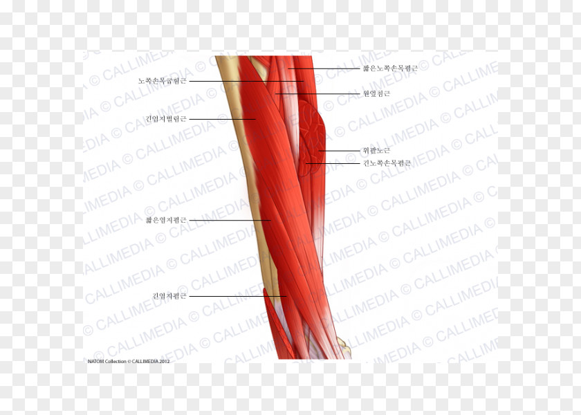 Arm Shoulder Lateral Cutaneous Nerve Of Forearm Muscle Muscular System PNG