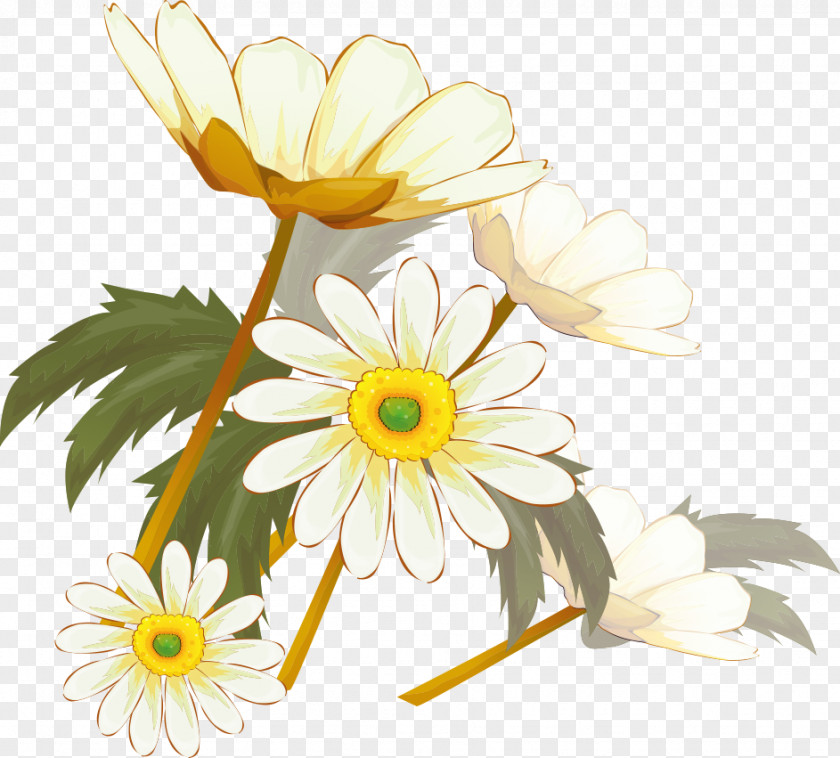 Chrysanthemum Xd7grandiflorum Flowering Tea Oxeye Daisy Feverfew PNG