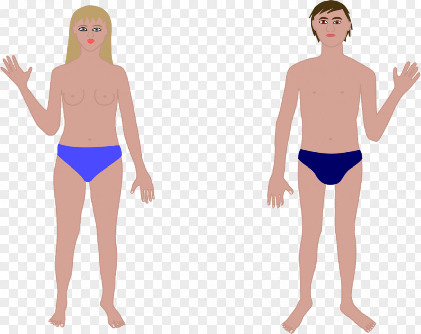 Human Body Homo Sapiens Clip Art PNG