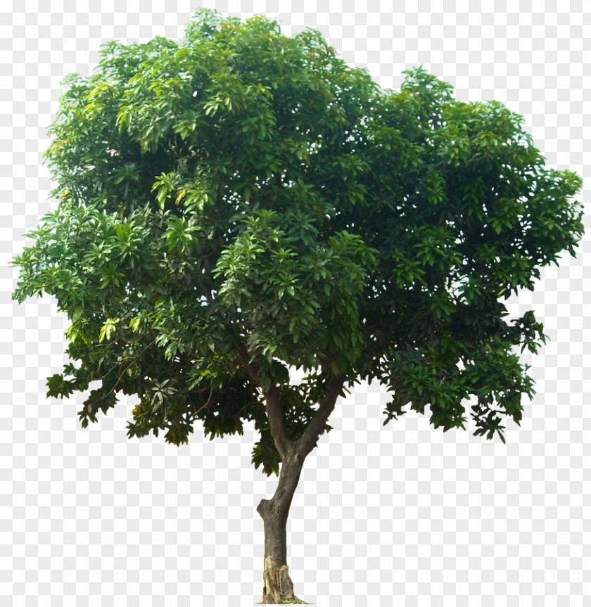Icon Download Tree Mangifera Indica Fruit PNG