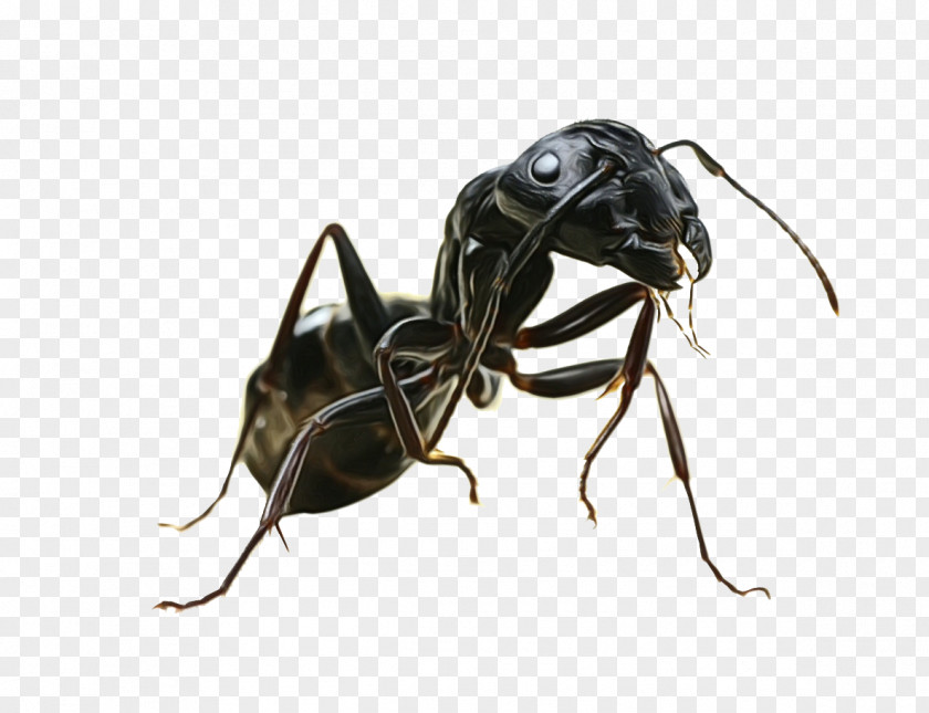 Insect Carpenter Ant Pest Stable Fly PNG