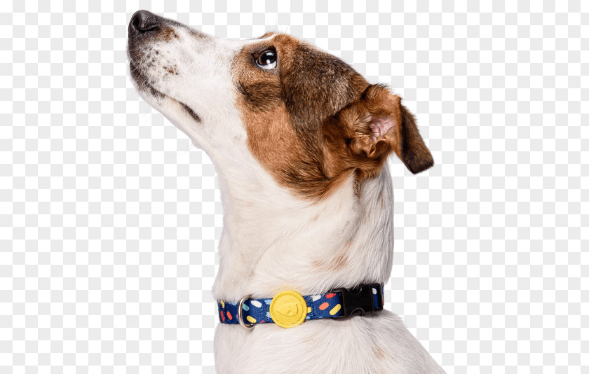 Low Collar Dog Breed Puppy German Shepherd PNG