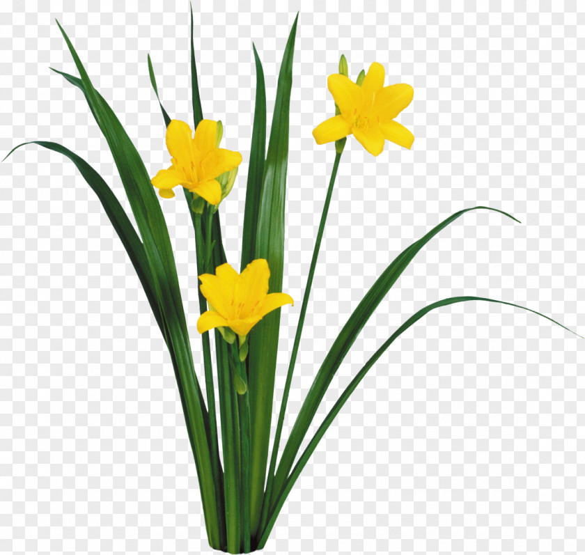 Narcissus Animation Easter Clip Art PNG