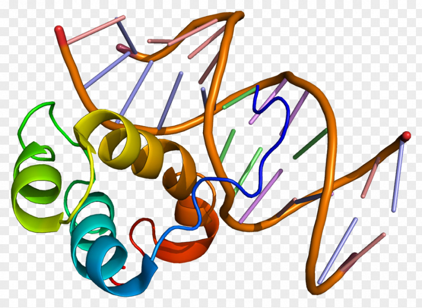 Protein PITX3 Homeobox PITX2 Gene PNG