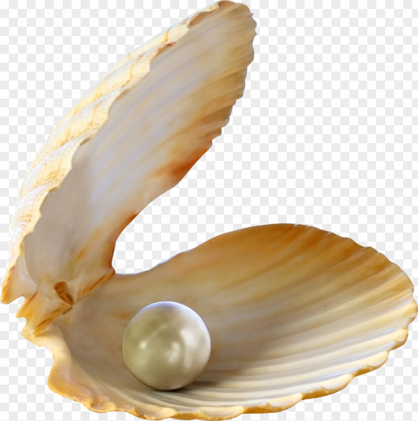 Seashell Oyster Pearl Stock Photography PNG