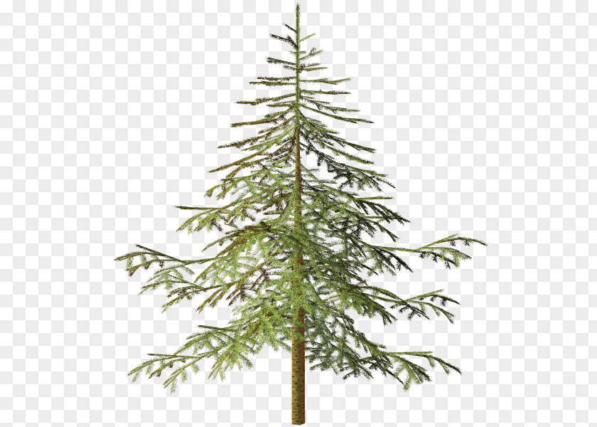 Tree Spruce Conifers Clip Art PNG