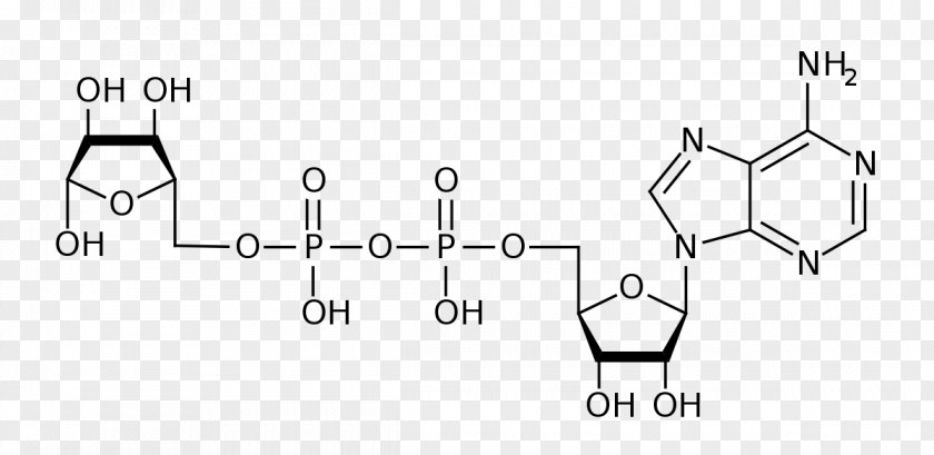 Adenosine Diphosphate Ribose Triphosphate PNG
