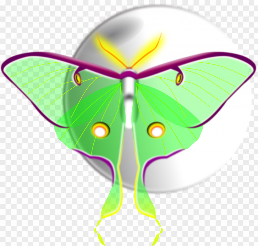 Moth Butterfly Luna Insect Clip Art PNG