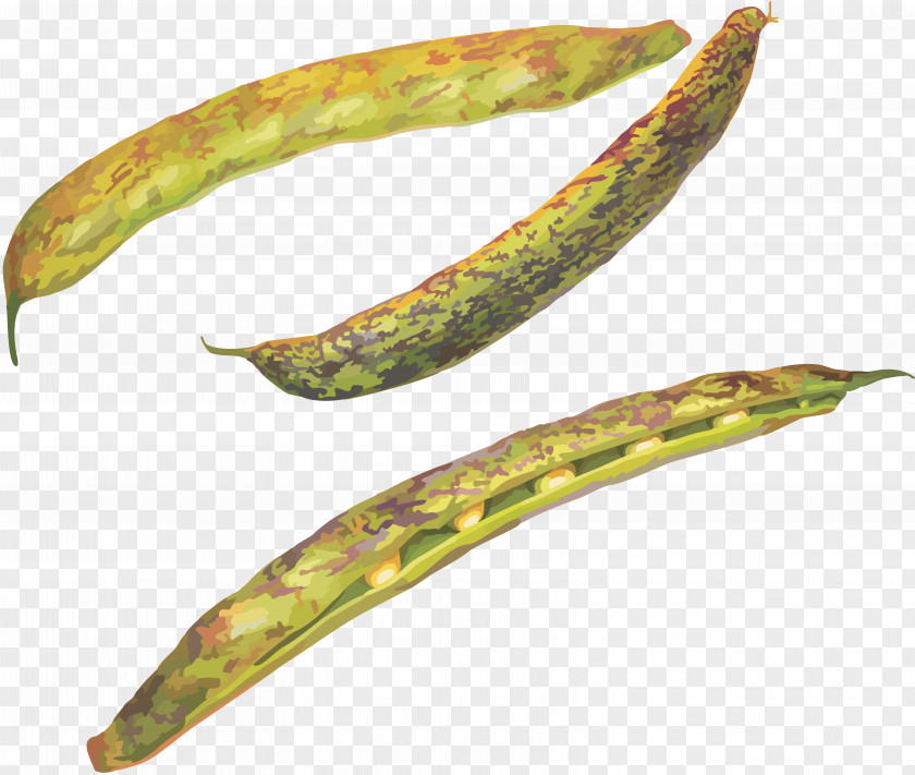 Pea Common Bean Clip Art PNG