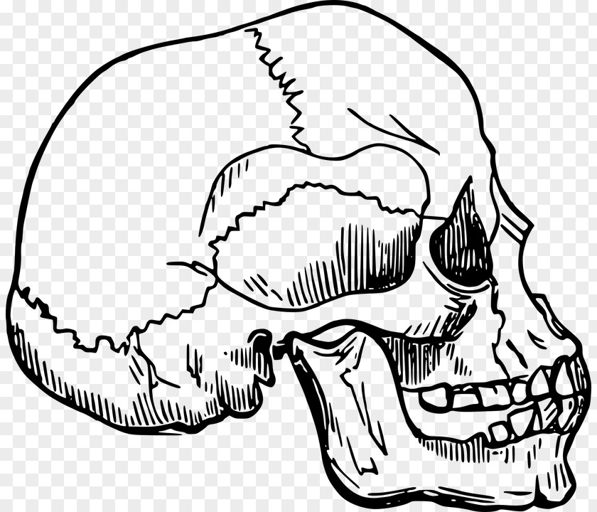 Skeleton Human Skull Clip Art PNG