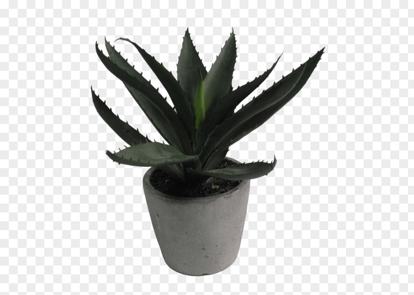 Succulent Border Aloe Vera Flowerpot Houseplant PNG