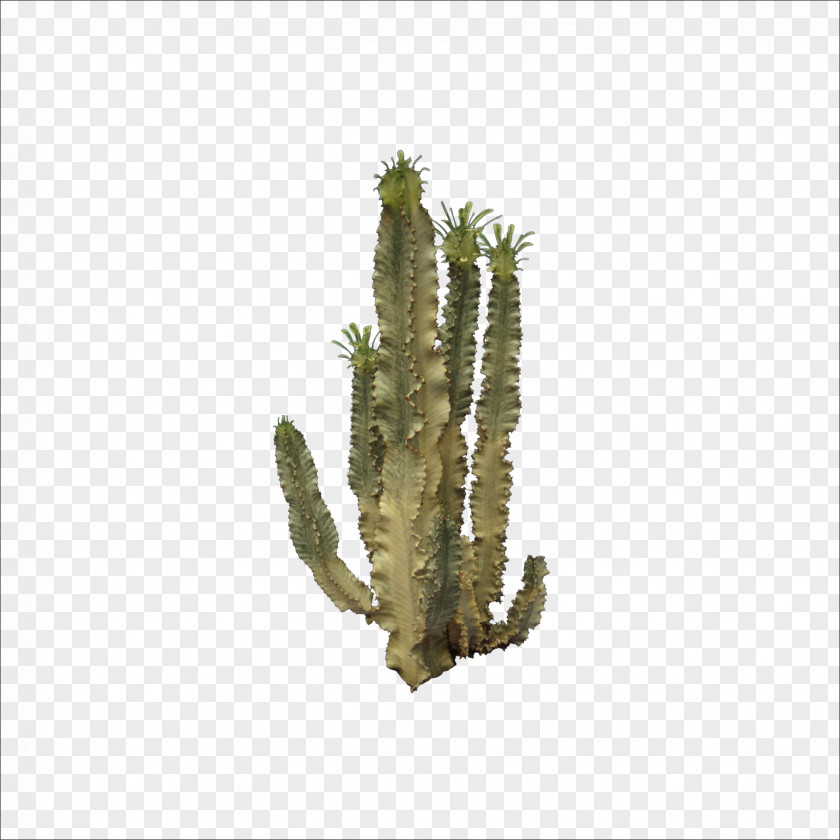 Cactus Cactaceae Icon PNG