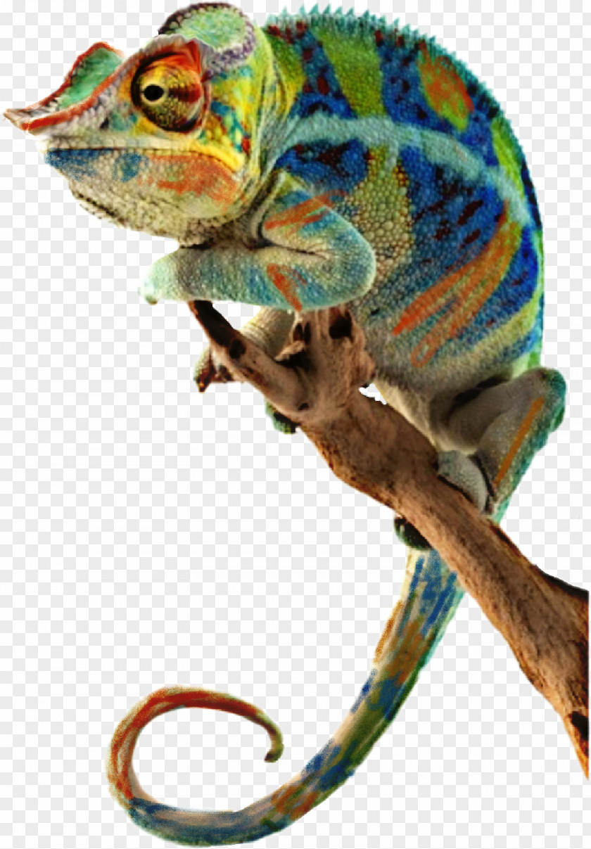 Lizard Panther Chameleon Reptile Common Iguanas Ambanja PNG