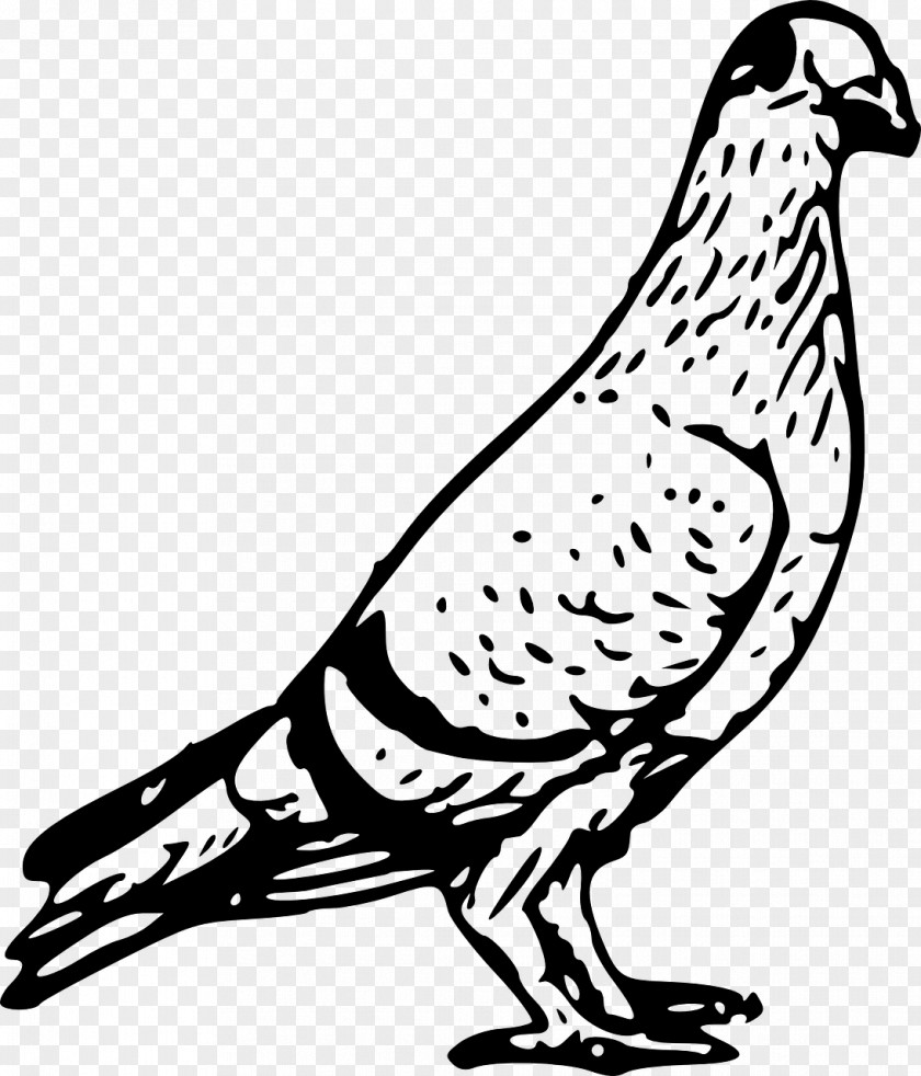 Bird Homing Pigeon Columbidae English Carrier Drawing PNG