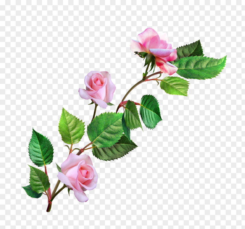 Flower Garden Roses Cabbage Rose Floribunda Pink PNG