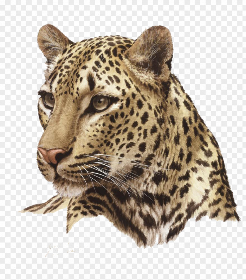 Leopard Photos Lion Felidae Cheetah Cat PNG