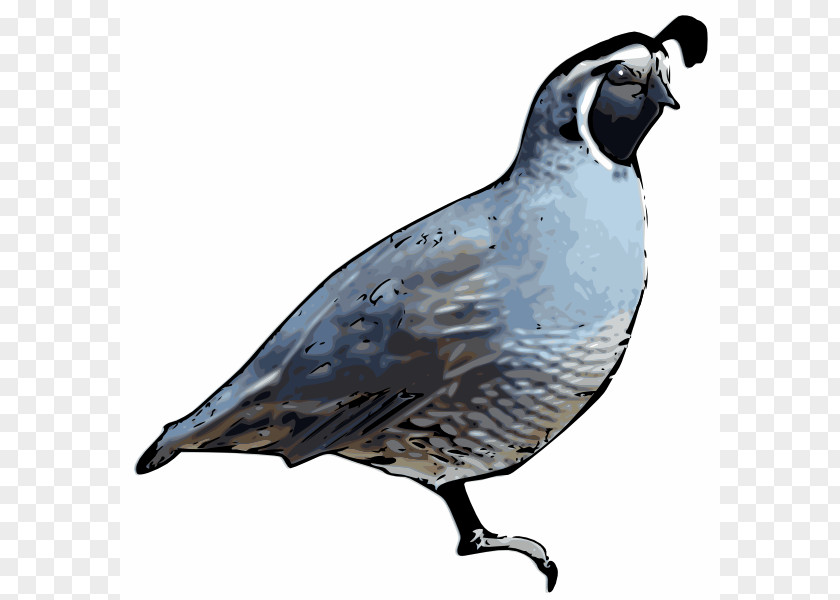 Quail Cliparts California Drawing Clip Art PNG