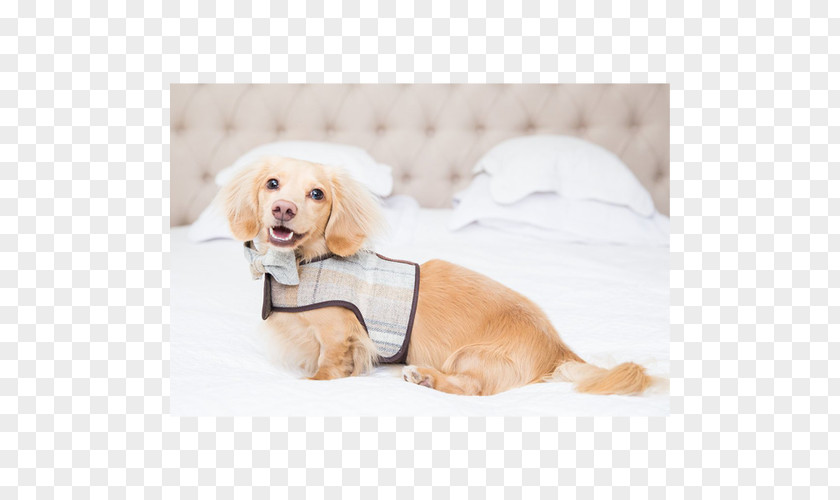 Wiener-Dog Dog Breed Puppy Harness Sporting Group PNG