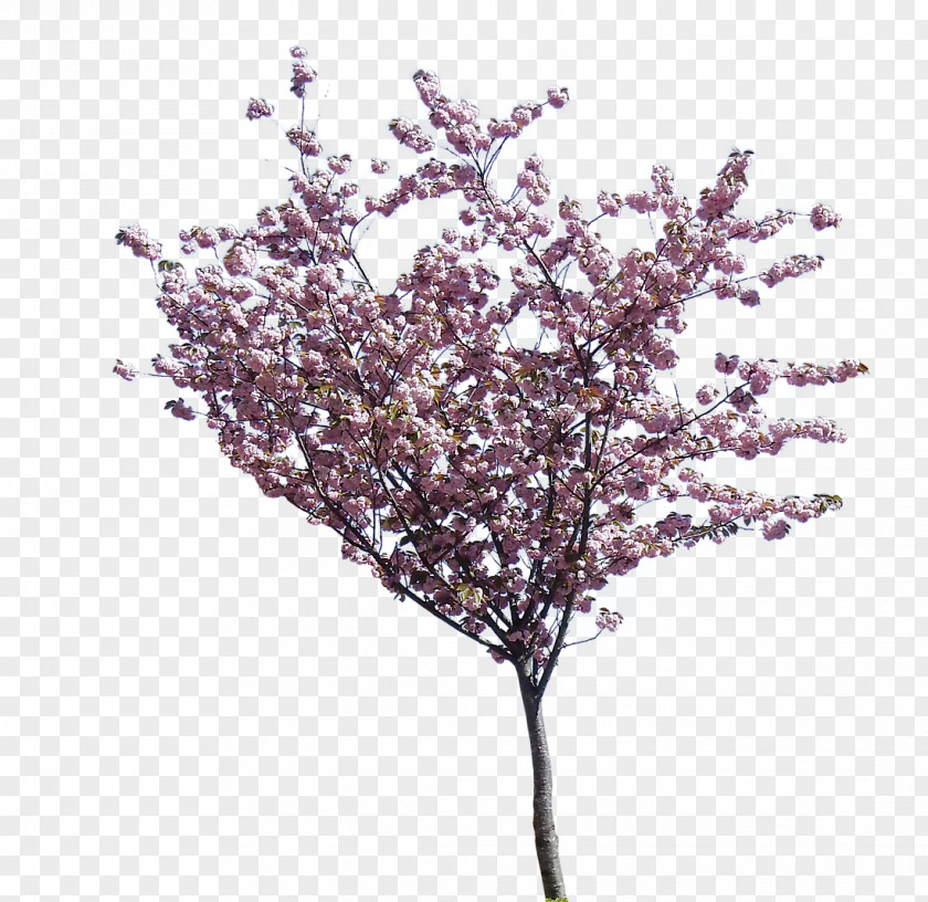 BLOSSOM Flowering Dogwood Cherry Blossom Tree PNG