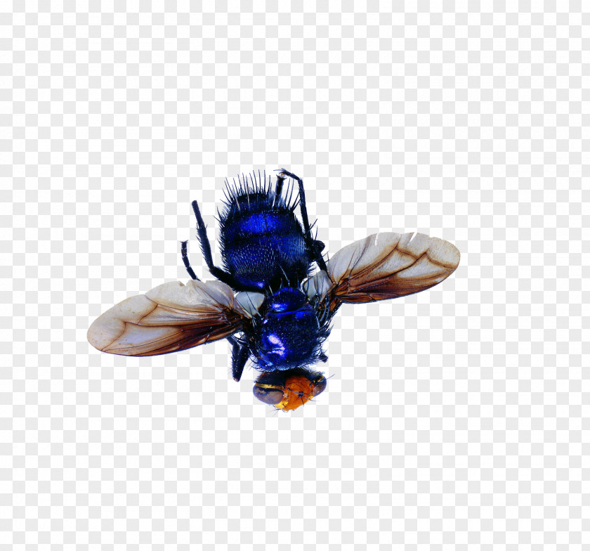 Blue Flies Insect Butterfly Muscidae Cockroach PNG