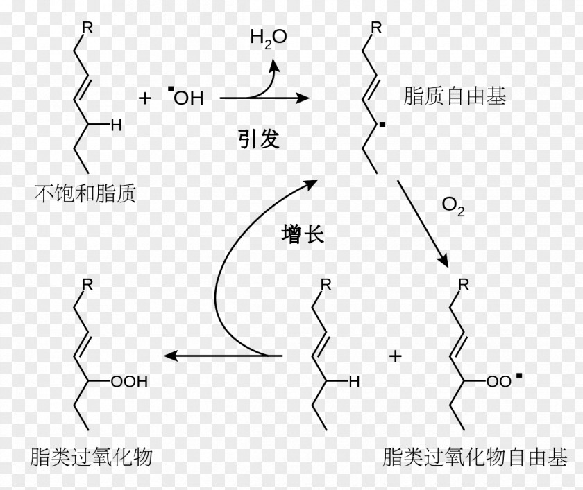 Lipid Antioxidant Peroxidation Redox Oksidacija Vitamin E PNG