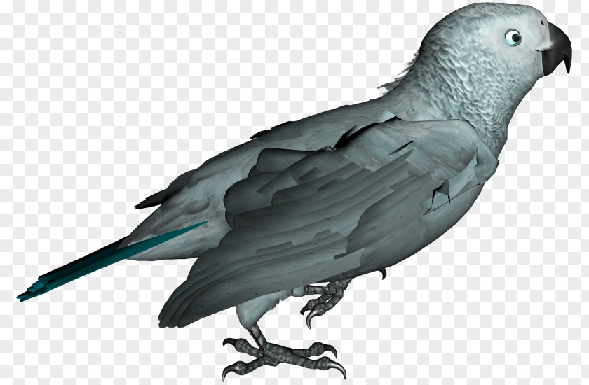Parrot Budgerigar Lovebird PNG
