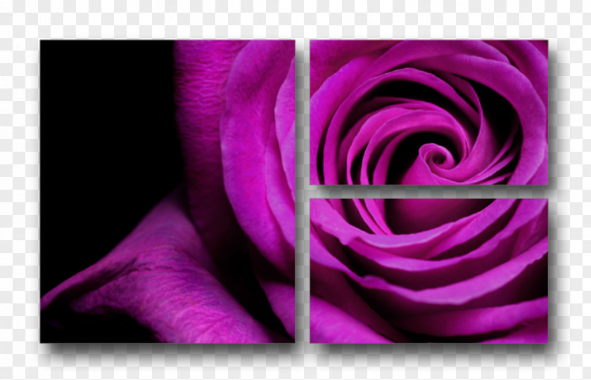 Purple Flower Violet Rose Stock Photography PNG