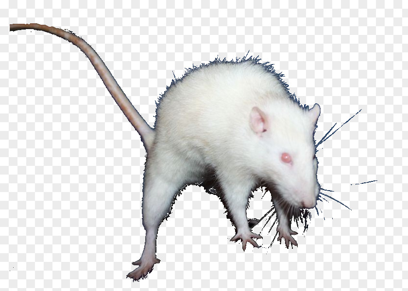 Rip Internet Forum Common Opossum The Strength To Laugh Jeuxvideo.com PNG