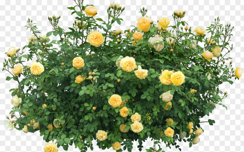 Rose Shrub Flower Clip Art PNG