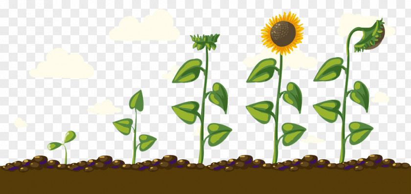 Sunflower Creative Growth Common Download Euclidean Vector PNG