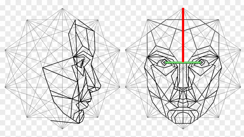 Angle Golden Ratio Face Mathematics Proportionality PNG