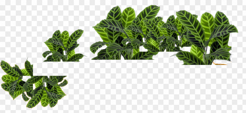 Green Branch Plant Spinach PNG