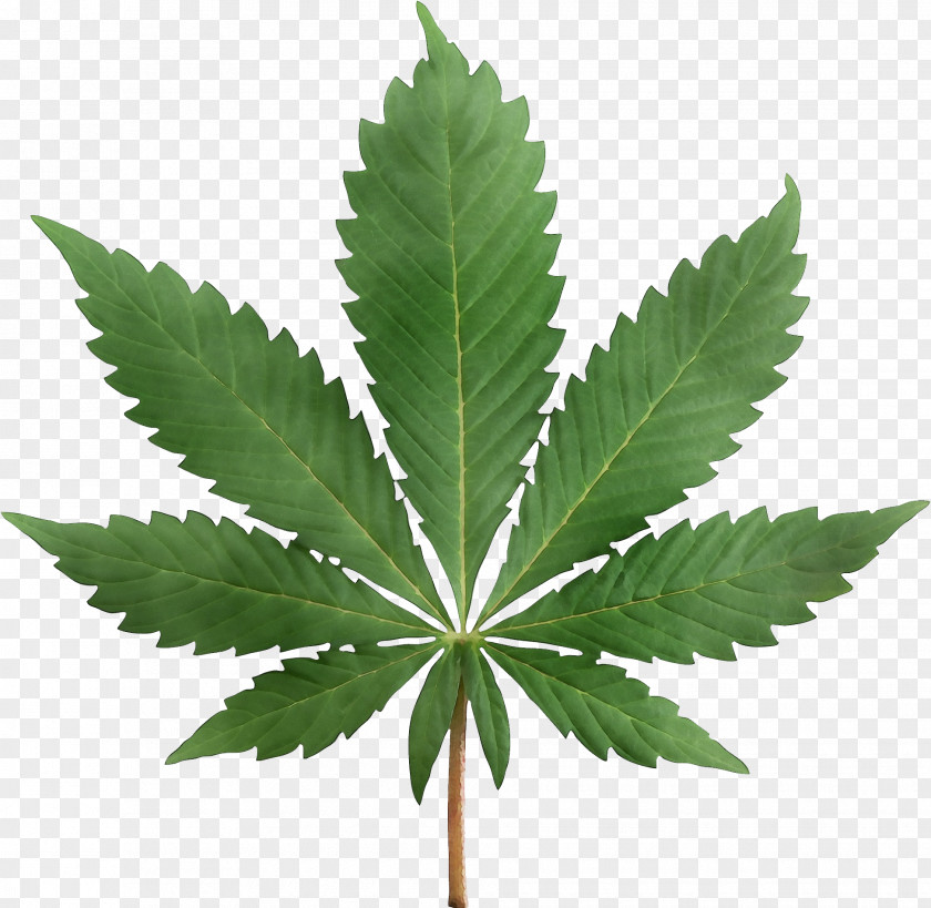 Houseplant Rose Order Cannabis Leaf Background PNG