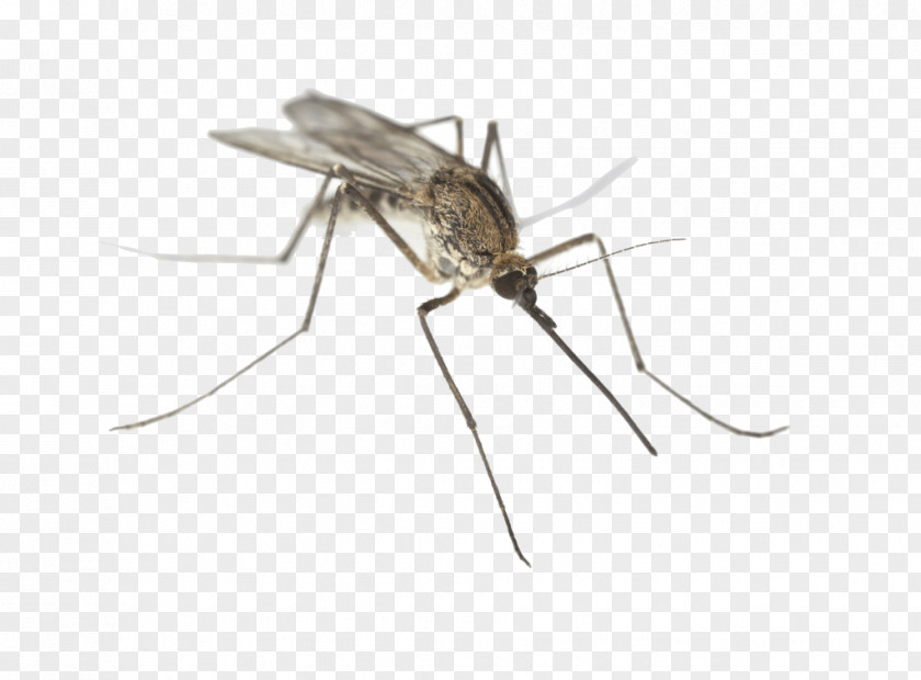 Insect Marsh Mosquitoes Animal Bite Pest Parasitism PNG