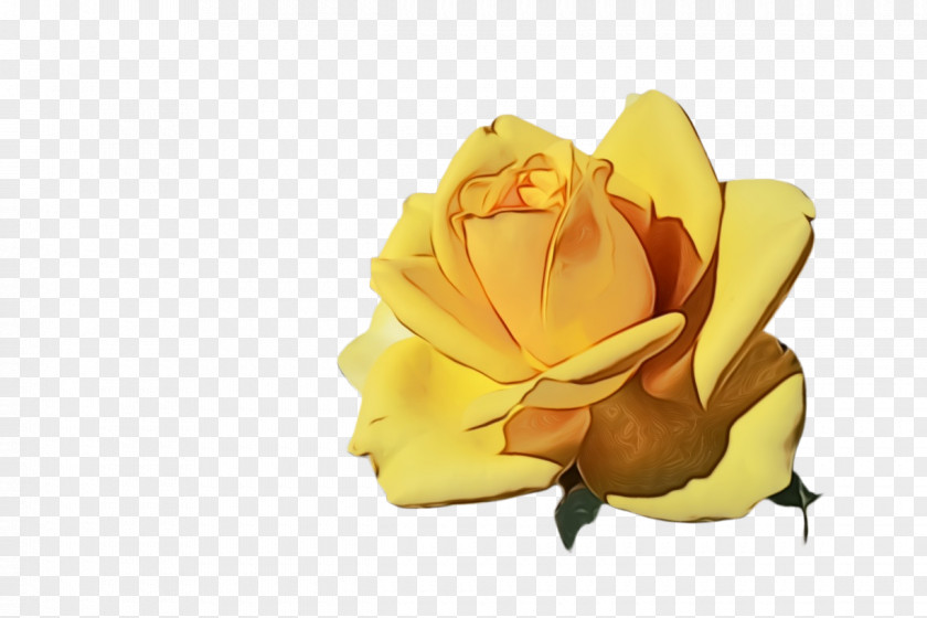 Rose Order Cut Flowers Garden Roses PNG